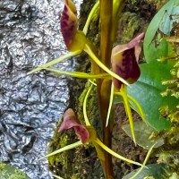 Cryptostylis arachnites (Blume) Hassk.